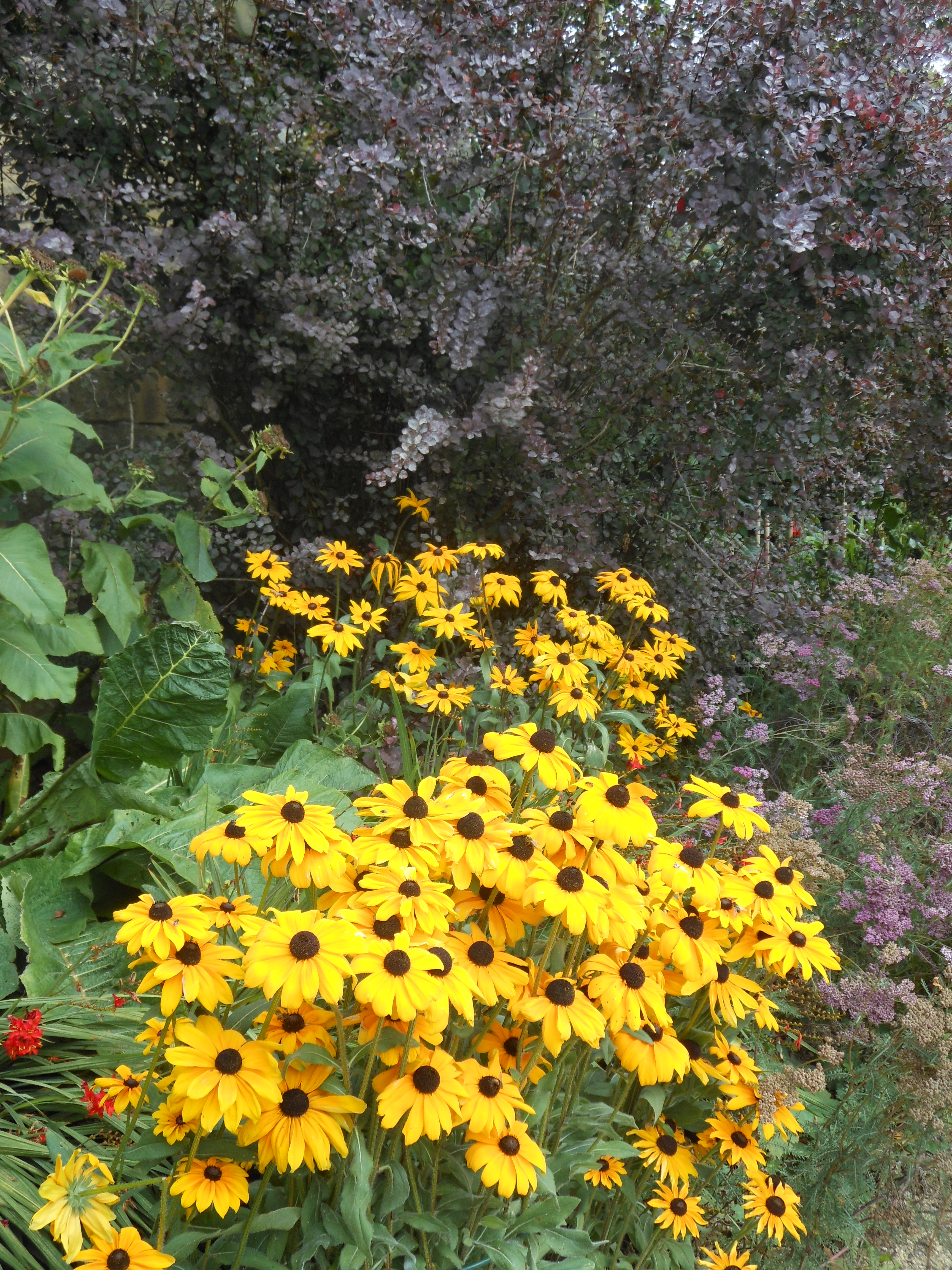 August Craft Sunflower